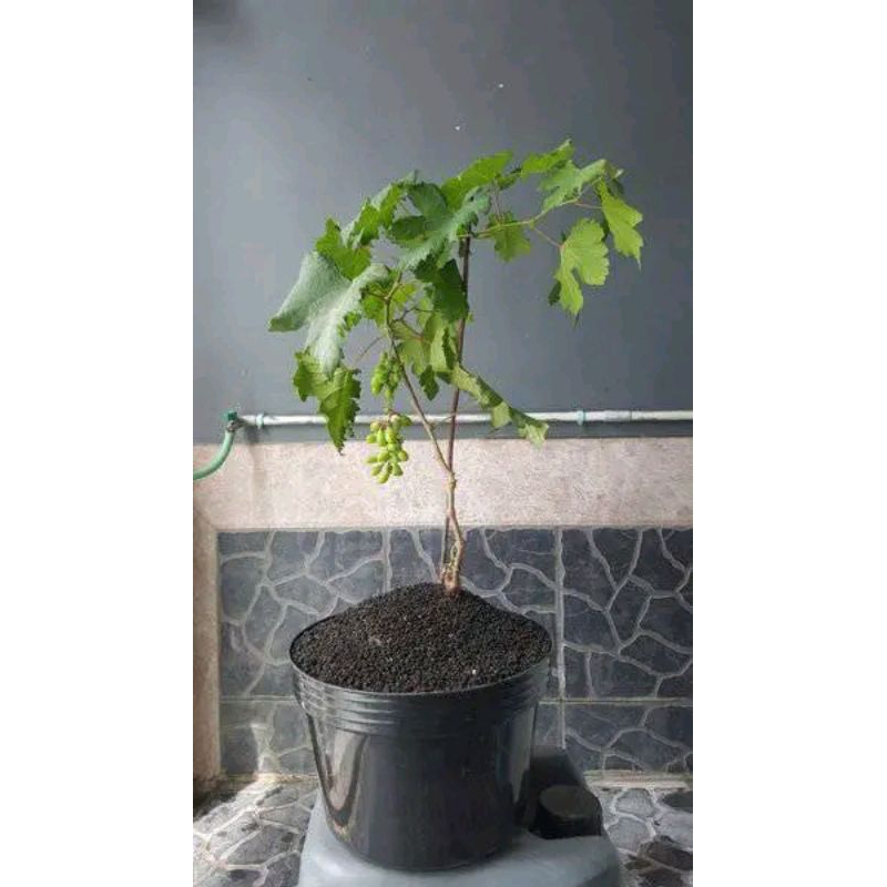 

BIBIT POHON ANGGUR MERAH (GROSIR 100 RIBU DAPAT 5 POHON HASIL OWNROOT)