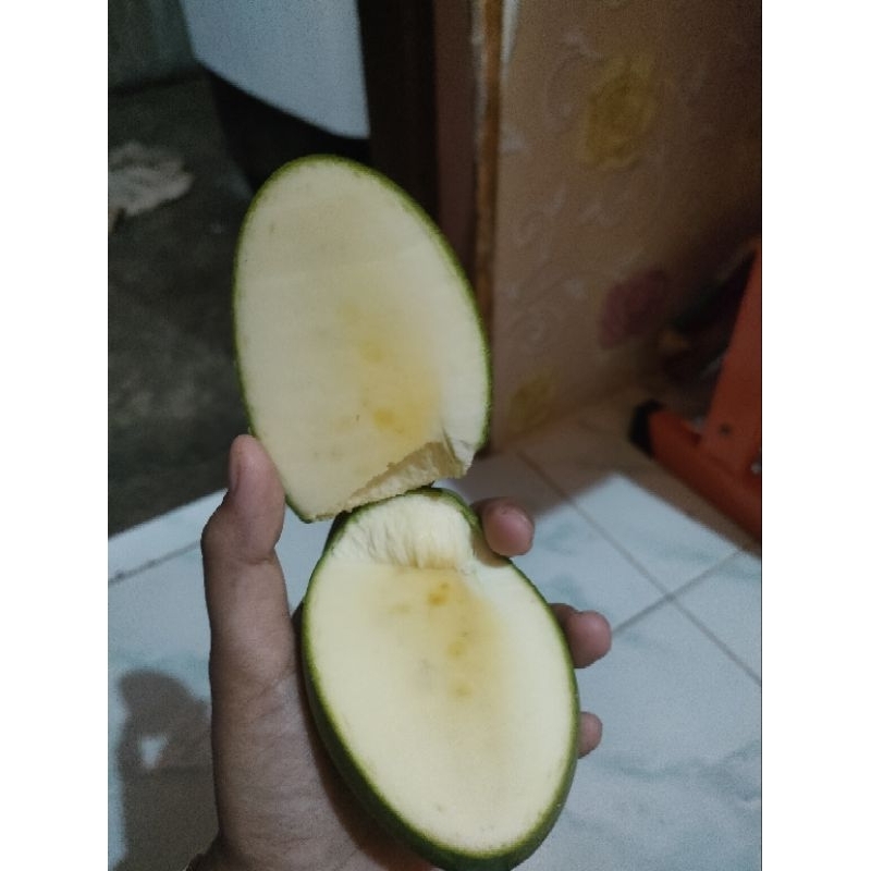 

mangga madu tua pohon