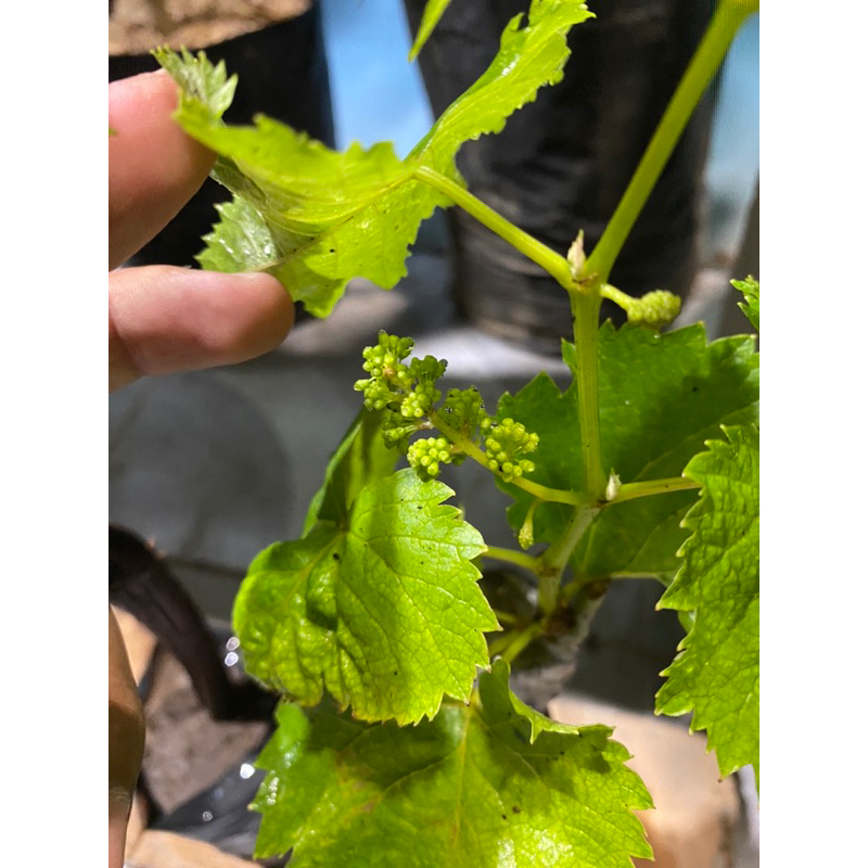 BIBIT ANGGUR SUDAH BERBUAH