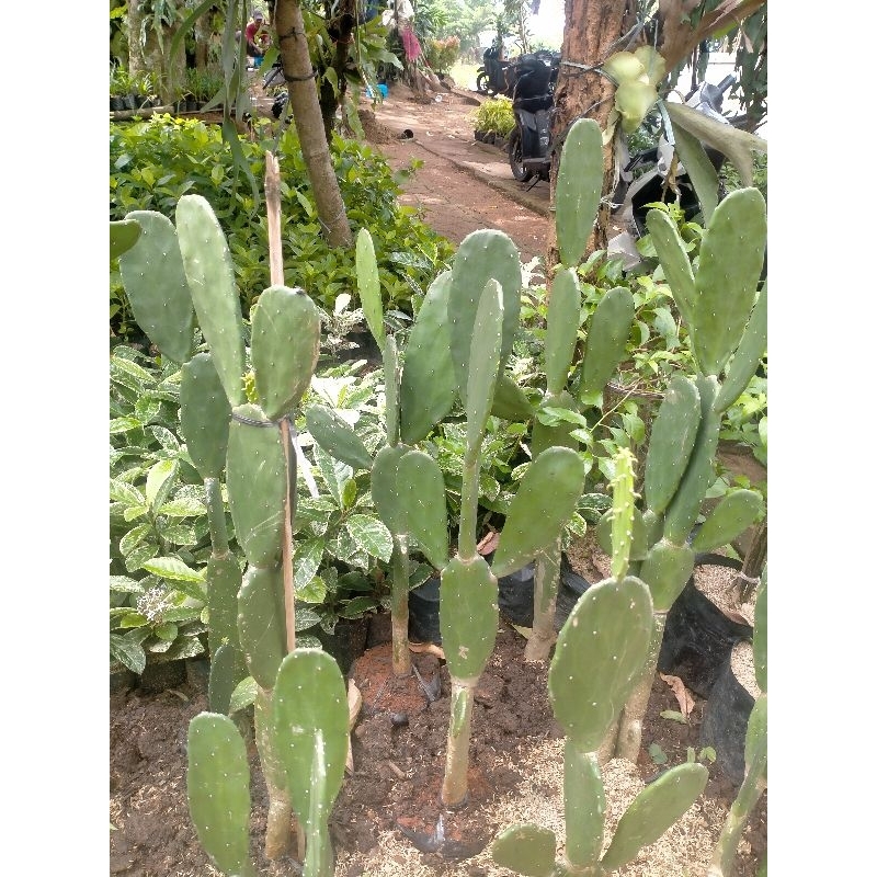 kaktus centong tinggi 80-100 cm bercabang banyak