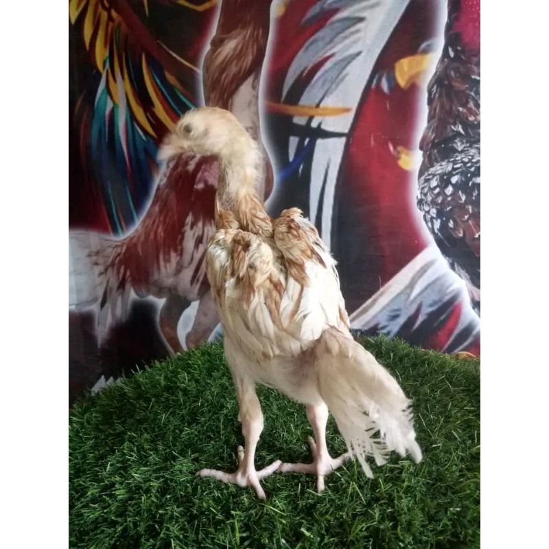 TELUR TETAS AYAM PLUCKER JR.TERBAIK