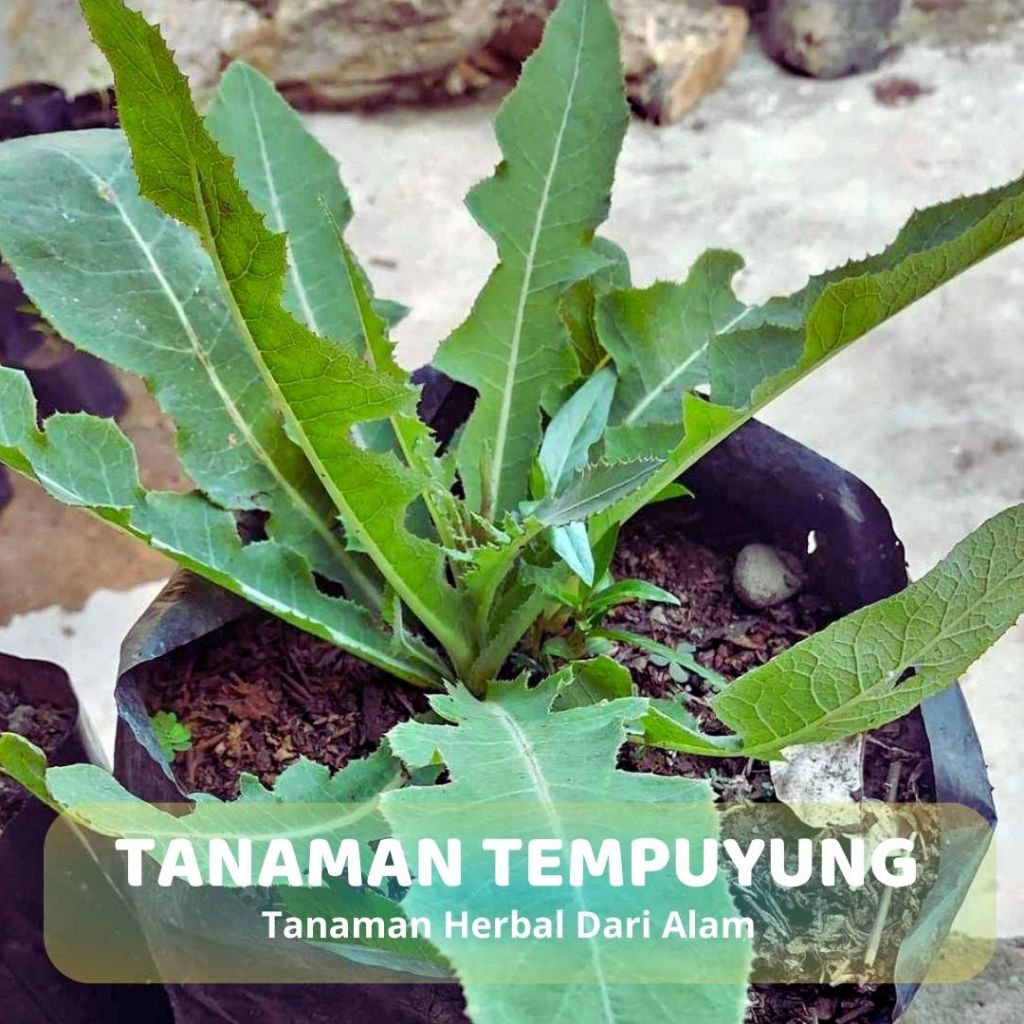 

Daun Tempuyung Segar Obat Herbal Alalmi