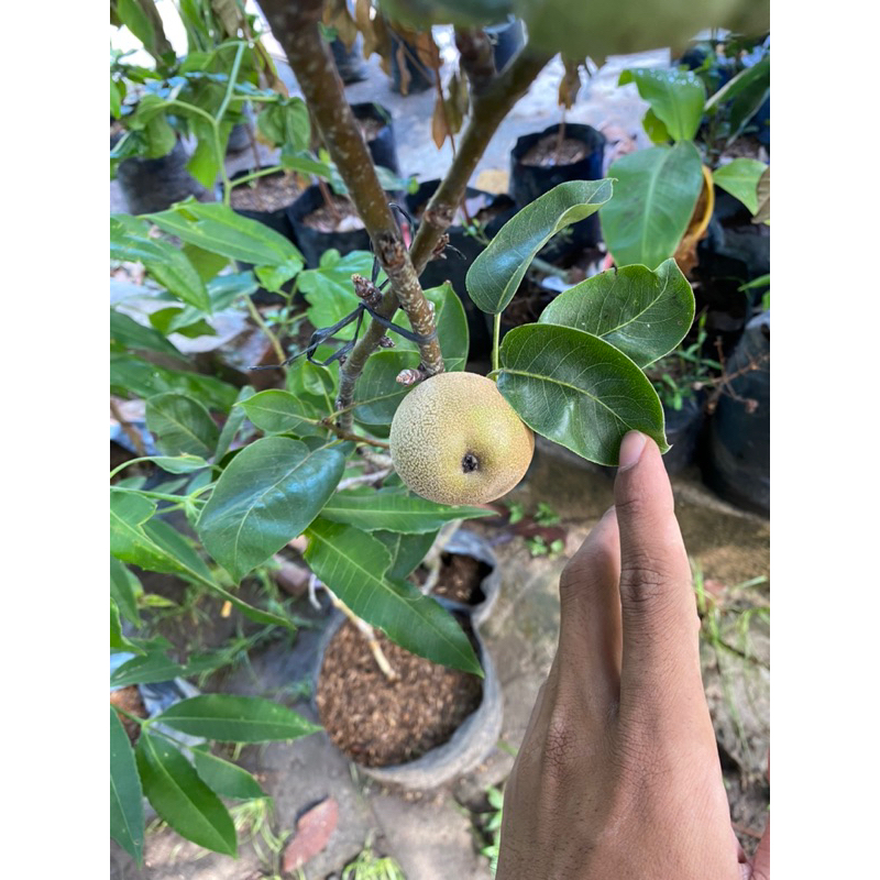 BIBIT PIR SUDAH BERBUAH