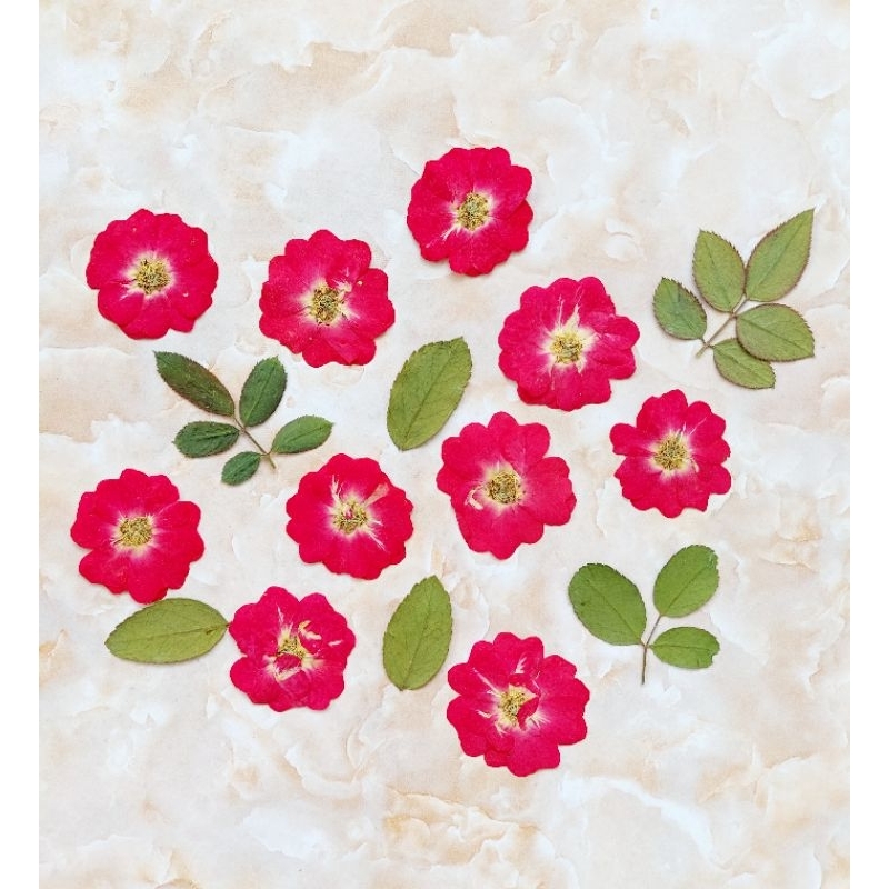 Pressed RED Rose - Bunga Mawar Merah kering - Pressed flower - Oshibana - Flower in frame - Mahar Ak