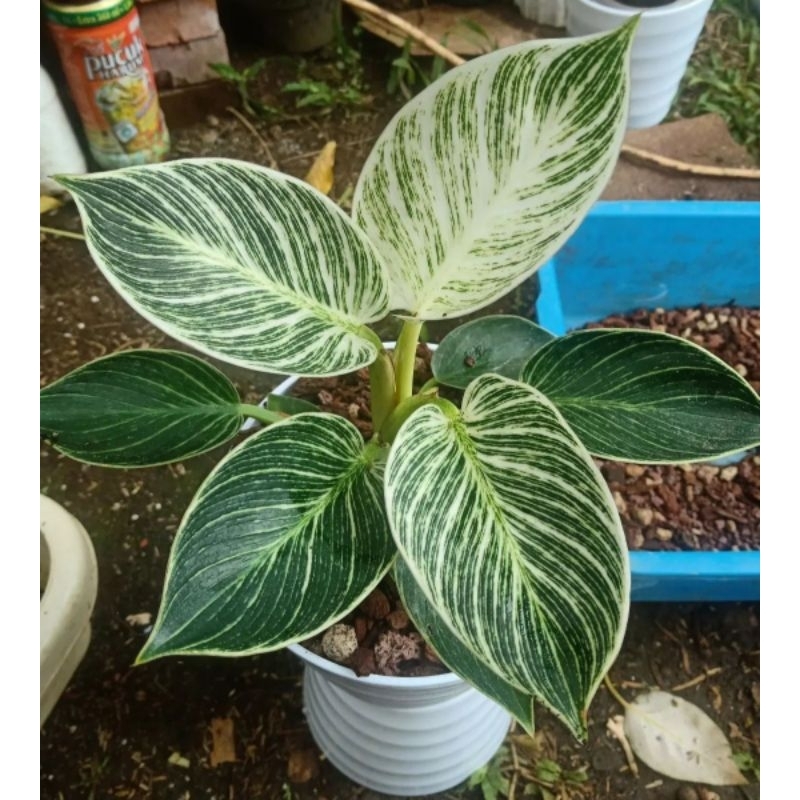( BISA COD ) Keladi Hias Birkin Tanaman Hias Keladi Murah Meriah / Keladi Merah Bunga Hidup Tanaman 