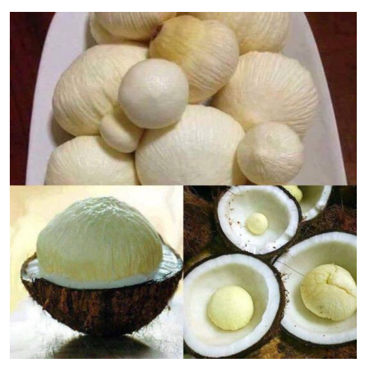 

kentos kelapa segar/1kg