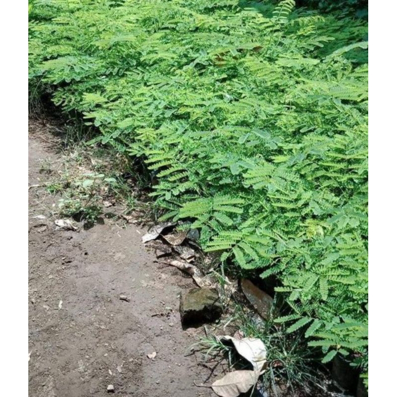 bibit flamboyan, bibit tanaman flamboyan.