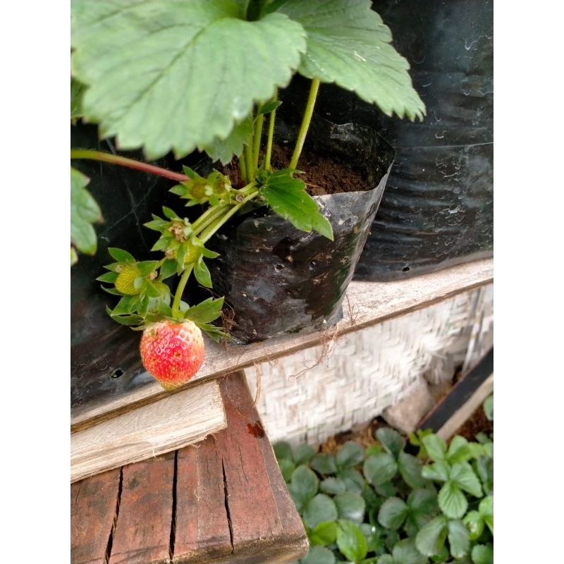 

STRAWBERRY MENCIR JUMBO SUDAH BERBUAH FRESH MURAH