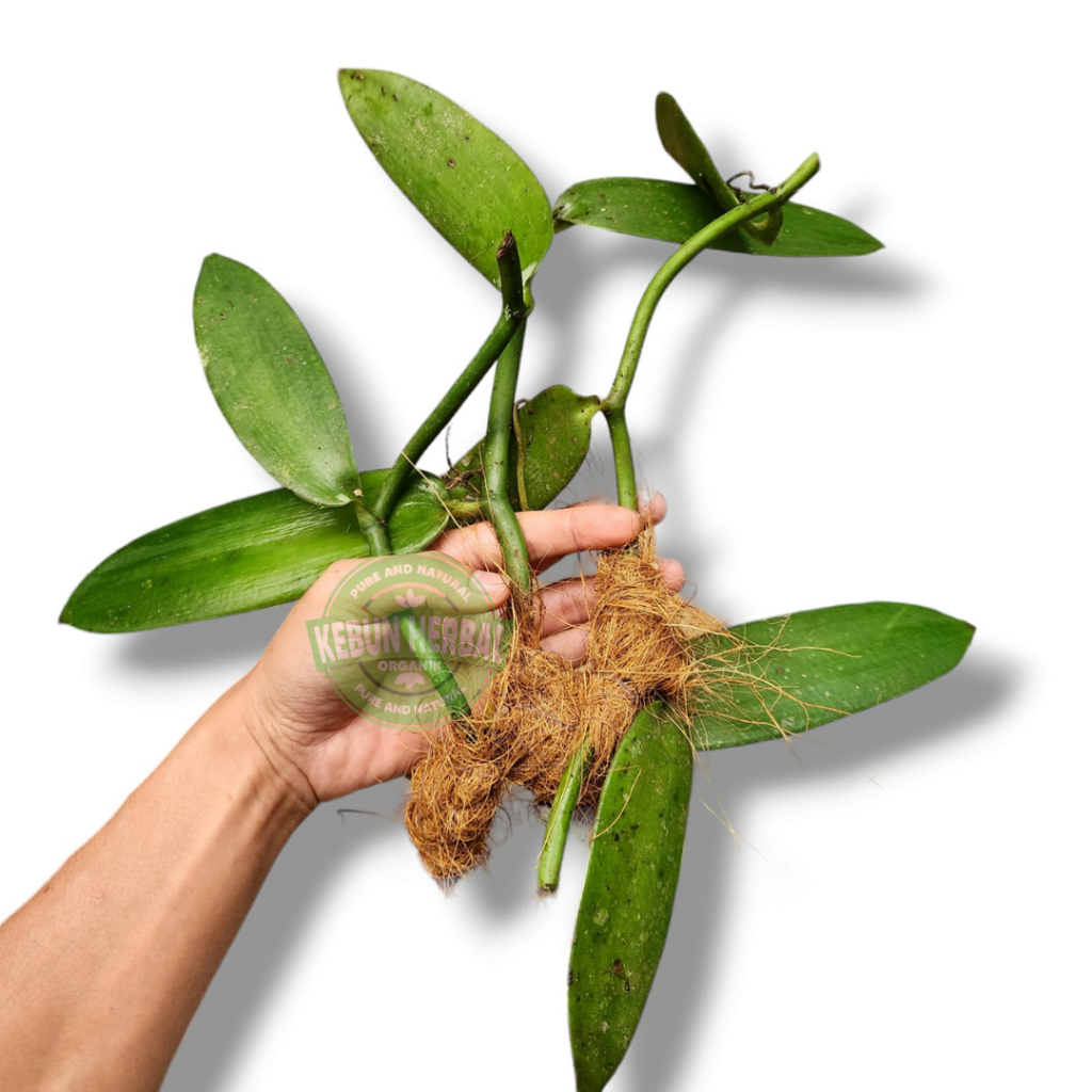 Bibit Vanili Stek Vanili Planipolia