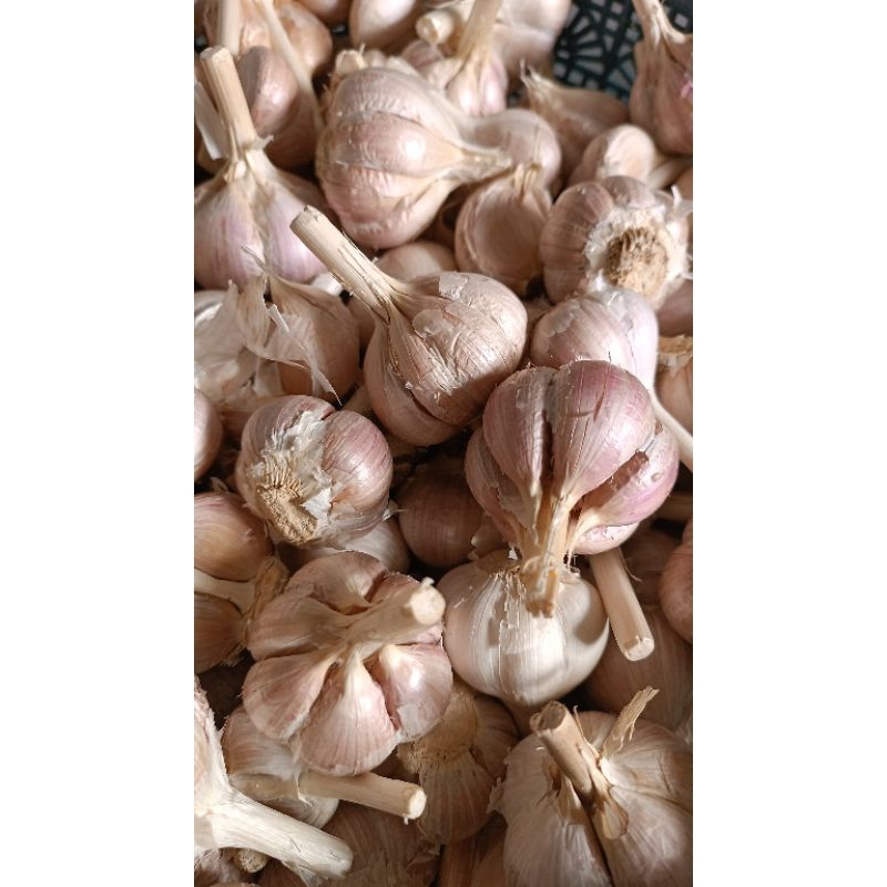 

bawang putih kating 500g