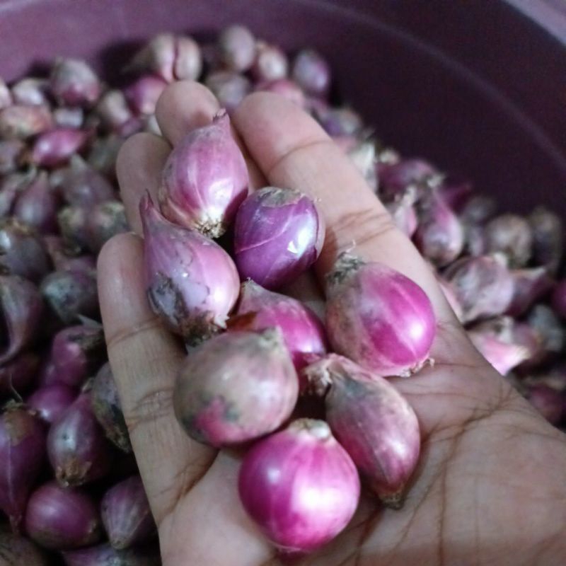 

bawang merah probolinggo 1kg