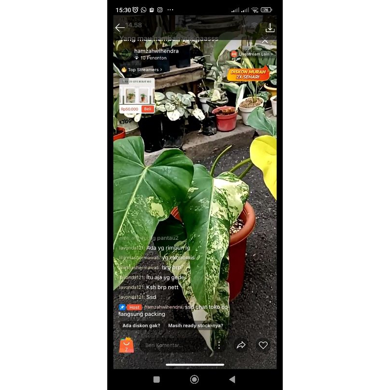 philodendron domesticum varigata