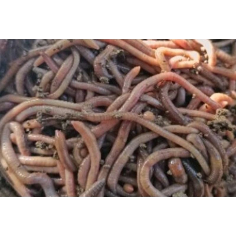 CACING FOSFOR/ UMPAN MANCING / CACING SUSU