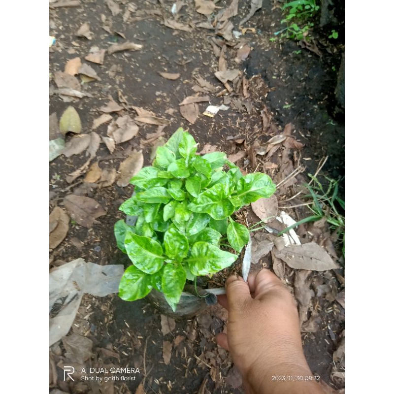 tanaman sayuran bayam brazil