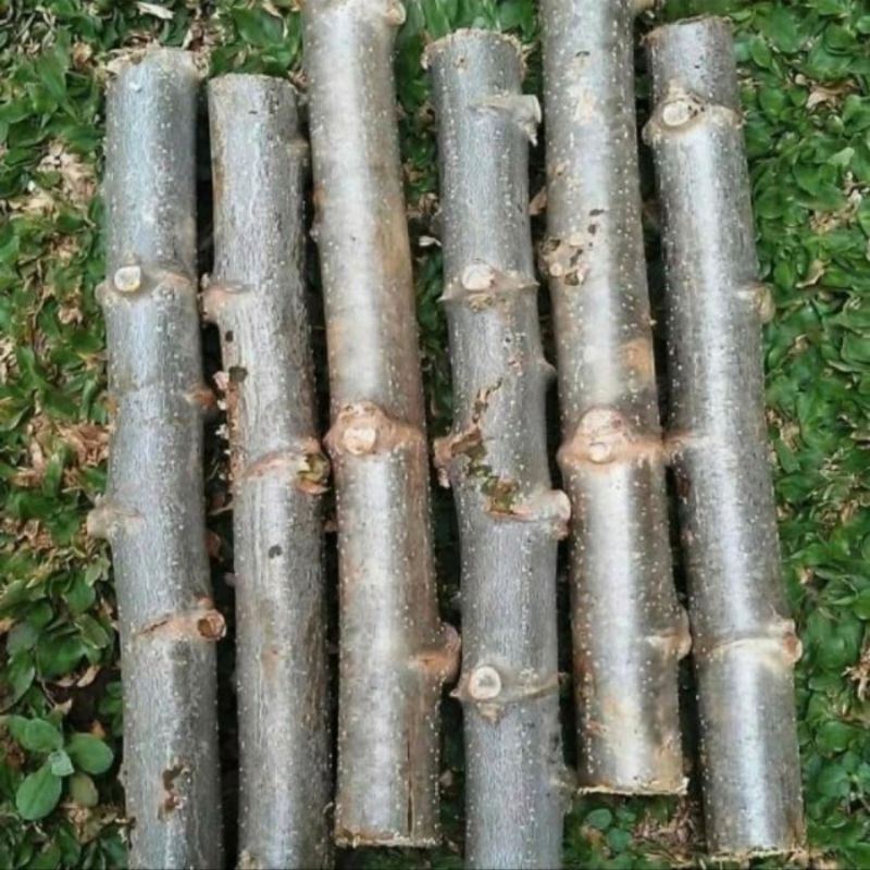 Bibit Singkong Karet /  Singkong Putih / Singkong Daun Pakan Ternak