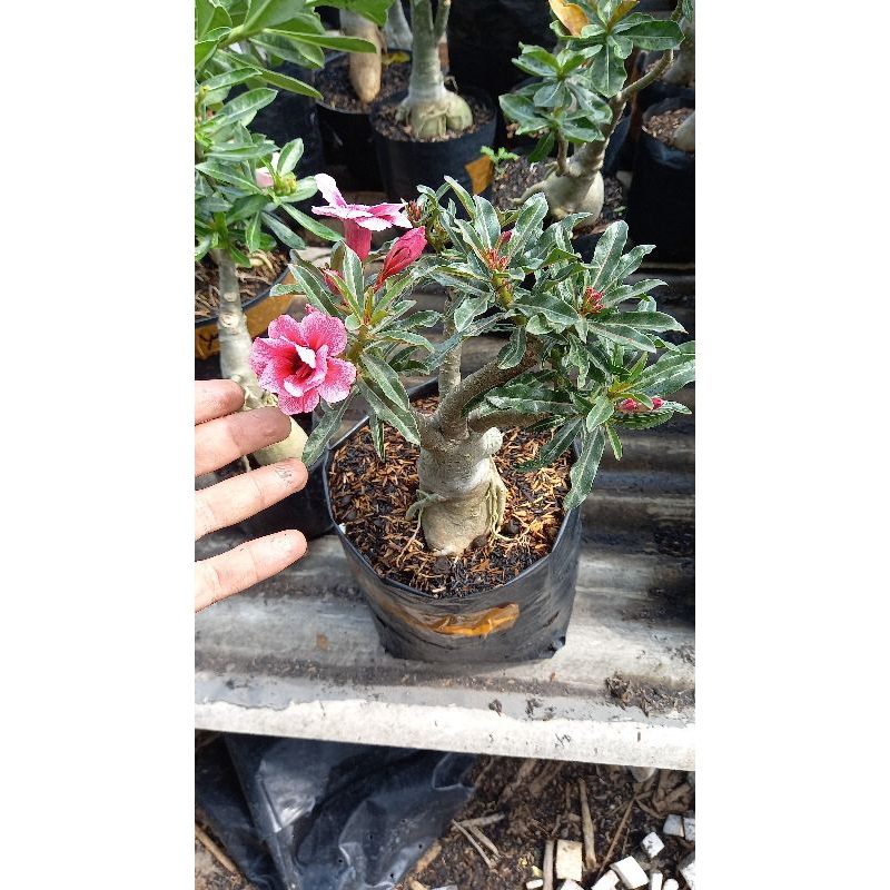 adenium bunga tumpuk size C
