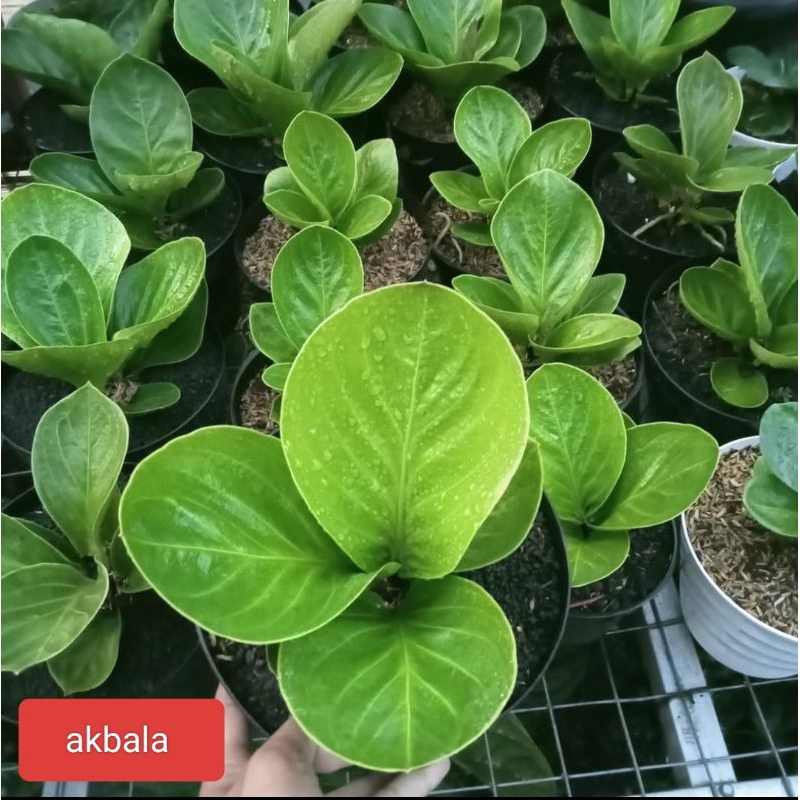 JEMANI MANGKOK LADY GAGA DAUN 3-4-5