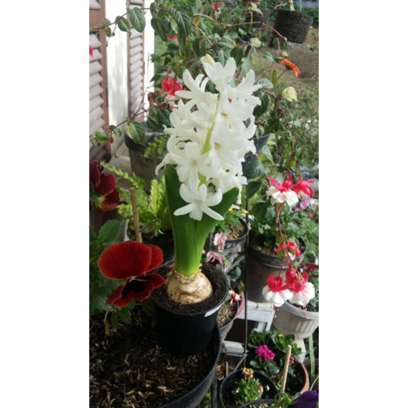 Benih Umbi / Tuber Bunga Import Hyacinth