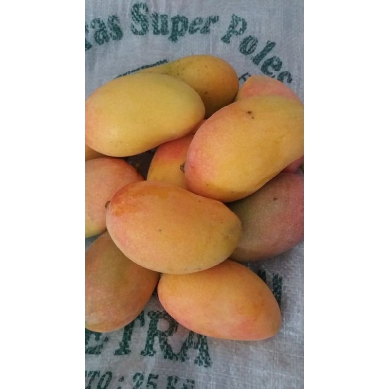 

mangga podang 1kg