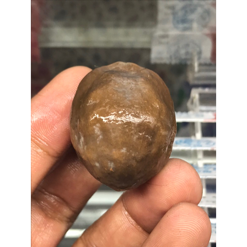 Muncang adu kemiri adu Jalim