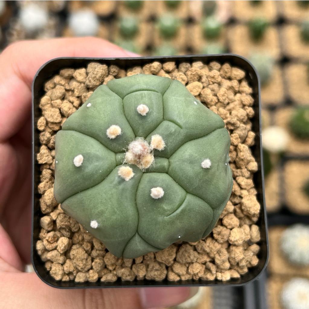 Kaktus Astrophytum Kikko Turtle | Astro Kikko #7