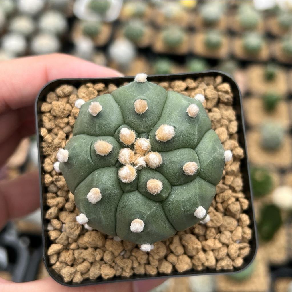 Kaktus Astrophytum Kikko Turtle | Astro Kikko #10