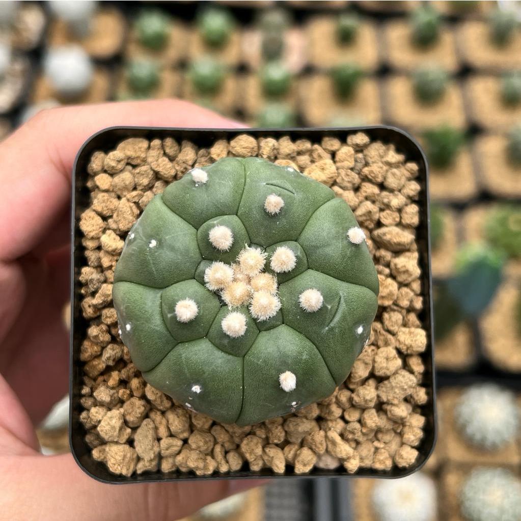 Kaktus Astrophytum Kikko Turtle | Astro Kikko #9