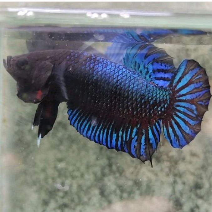 Anakan Ikan Cupang Aduan Bahan Import New Sakai Fighter