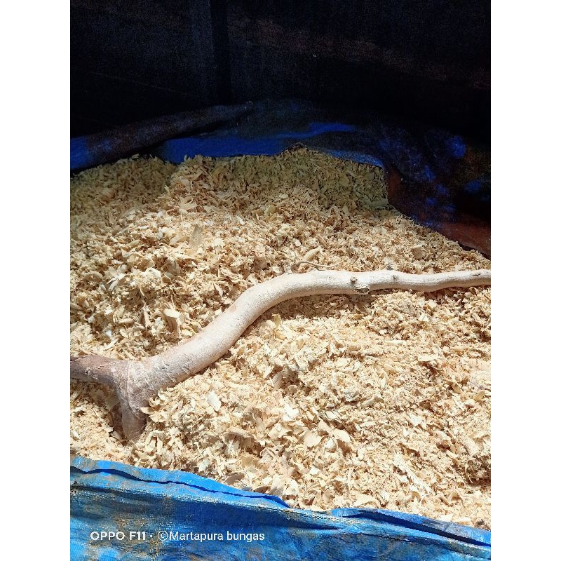

(Herbal kalimantan) Kerokan p4sak bum1/T0ngkat Ali men4mbah v1tal1tas pri4 1000gram
