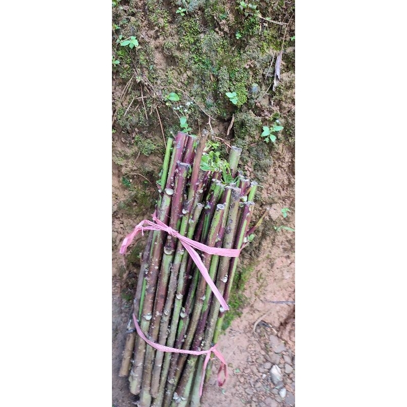 bibit telo papua pakan ternak banyak di minati peternak kambing ETAWA dll