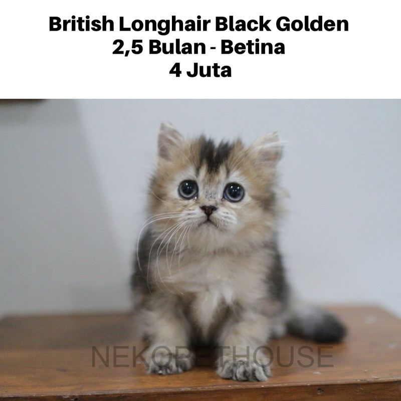 British Longhair Black Golden Kitten Anak Kucing