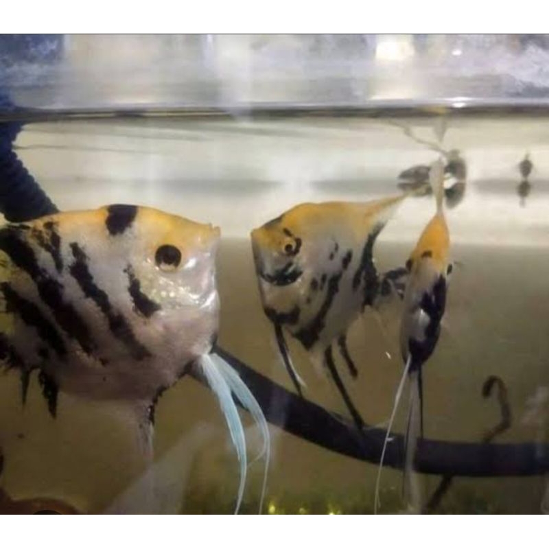 IKAN HIAS MANFISH BSP GOLDEN TRI COLOR ALTUM PINOY PLATINUM RED EYE HIASAN AQUARIUM