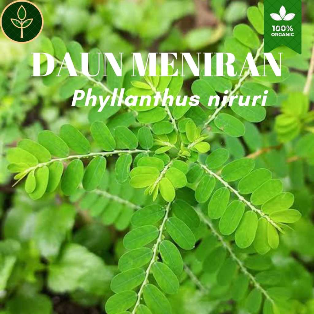 

Daun Meniran/Phyllanthus niruri