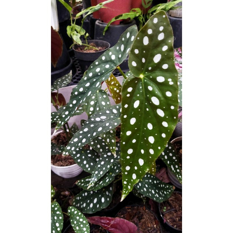 Begonia Polkadot | begonia moka | begonia Rex