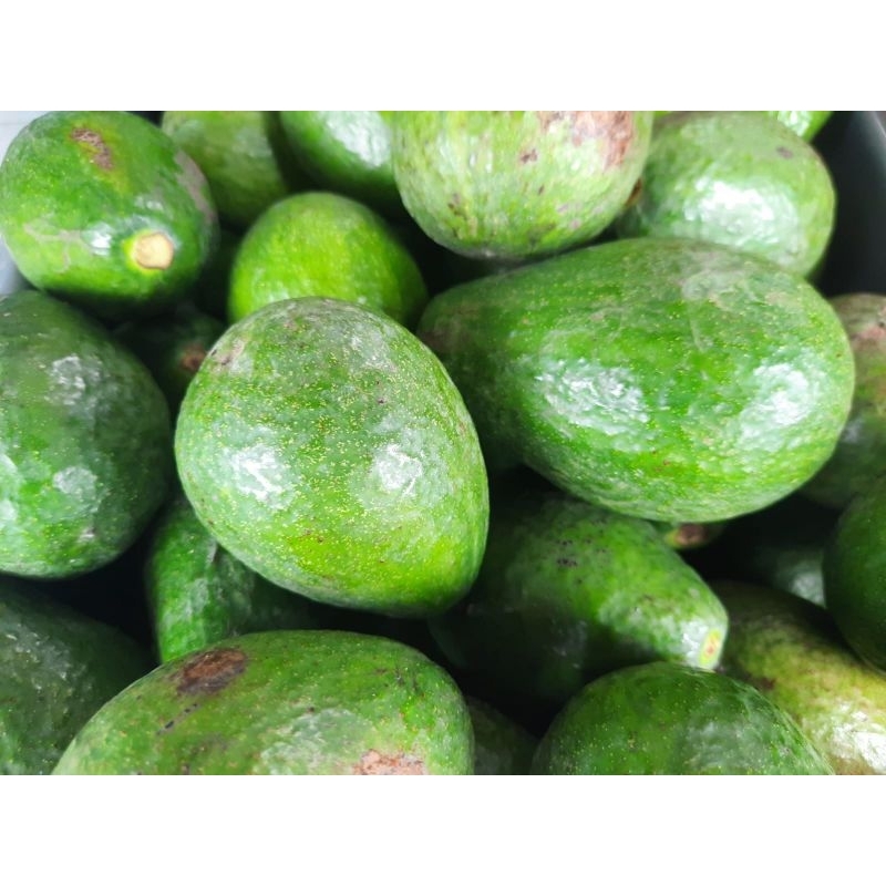 

ALPUKAT/AVOCADO