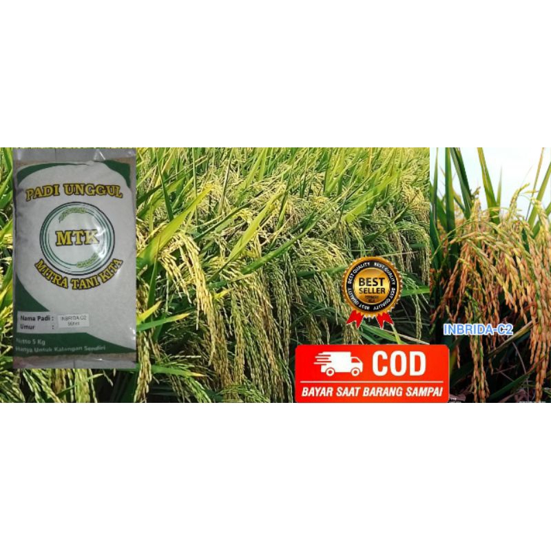 BENIH PADI INBRIDA C2  terbaru original kemasan 5 kg