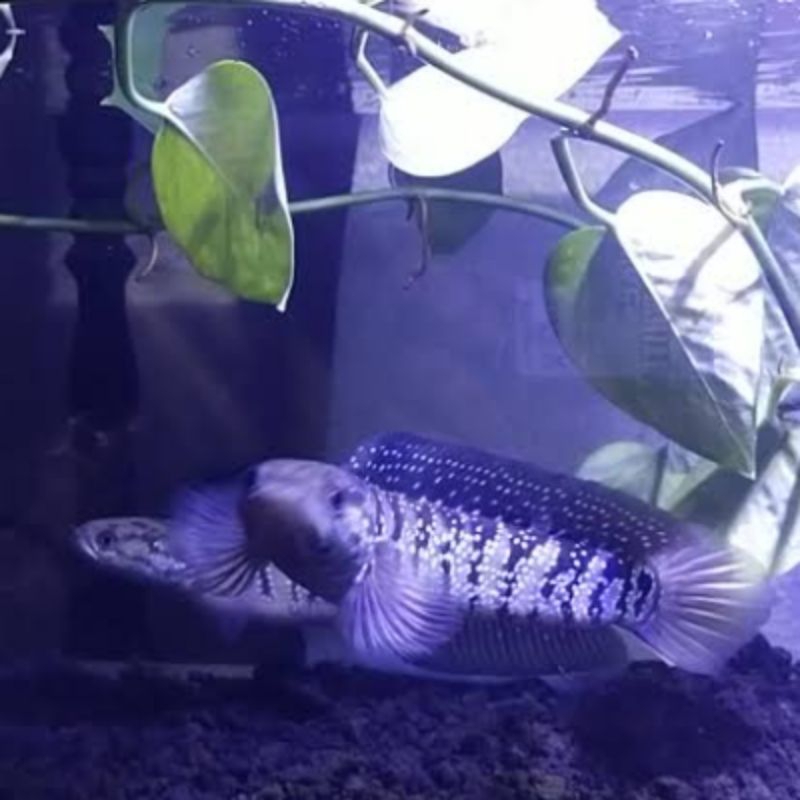 Hiasan Aquarium Asiatica WS Pure 12-15 Gondrong