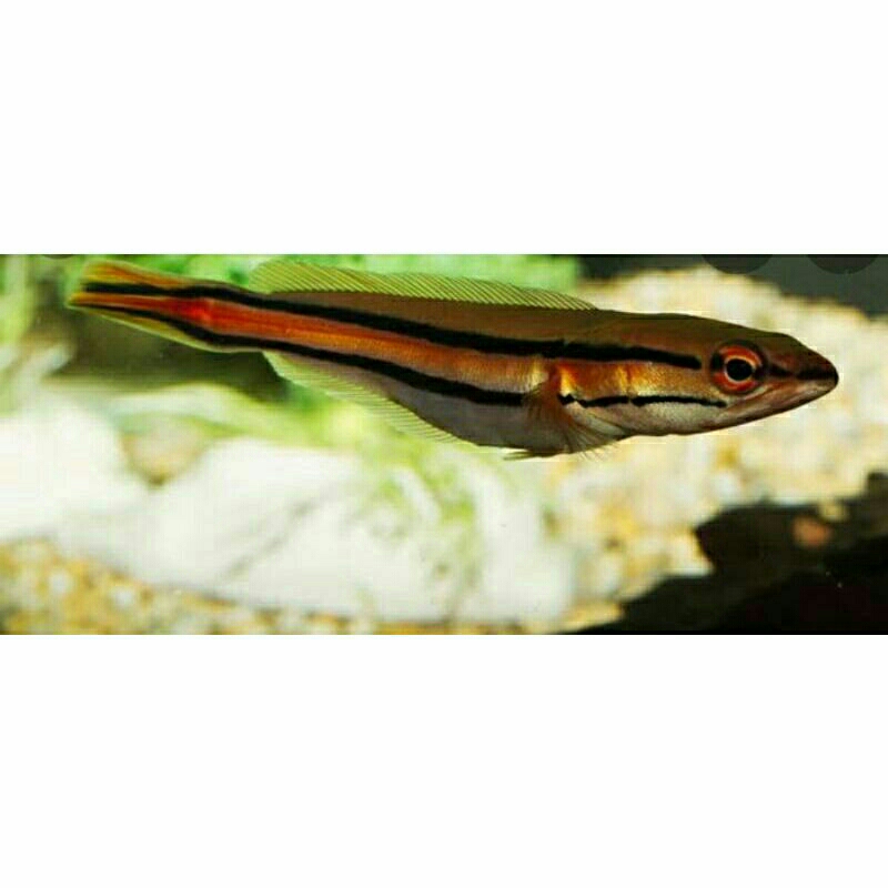 Hiasan aquarium / ikan Toman kecil