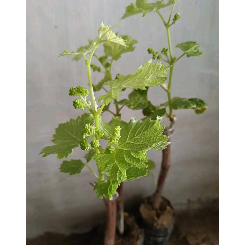 Bibit anggur Impor Jupiter Kondisi Sedang Bunga