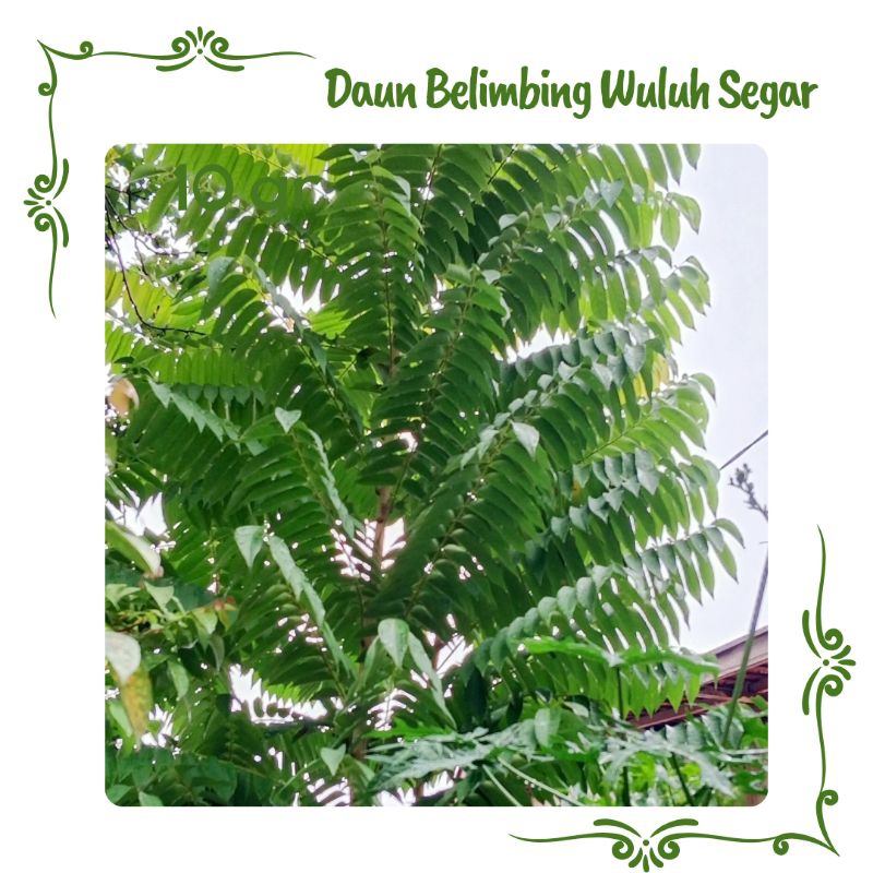 

Daun Belimbing Wuluh Segar