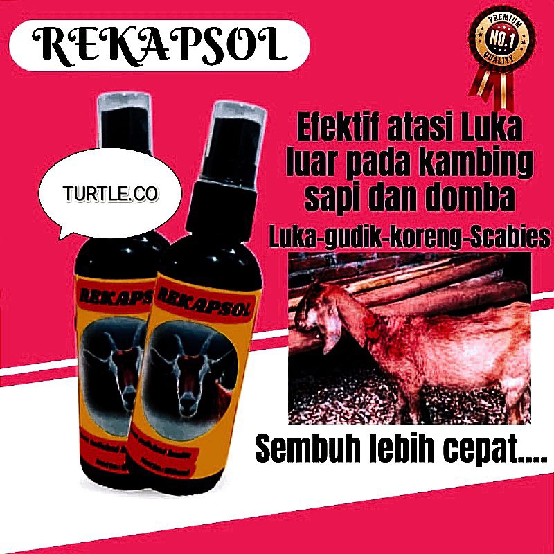 OBAT SCABIES TERNAK KAMBING DOMBA SAPI AMPUH