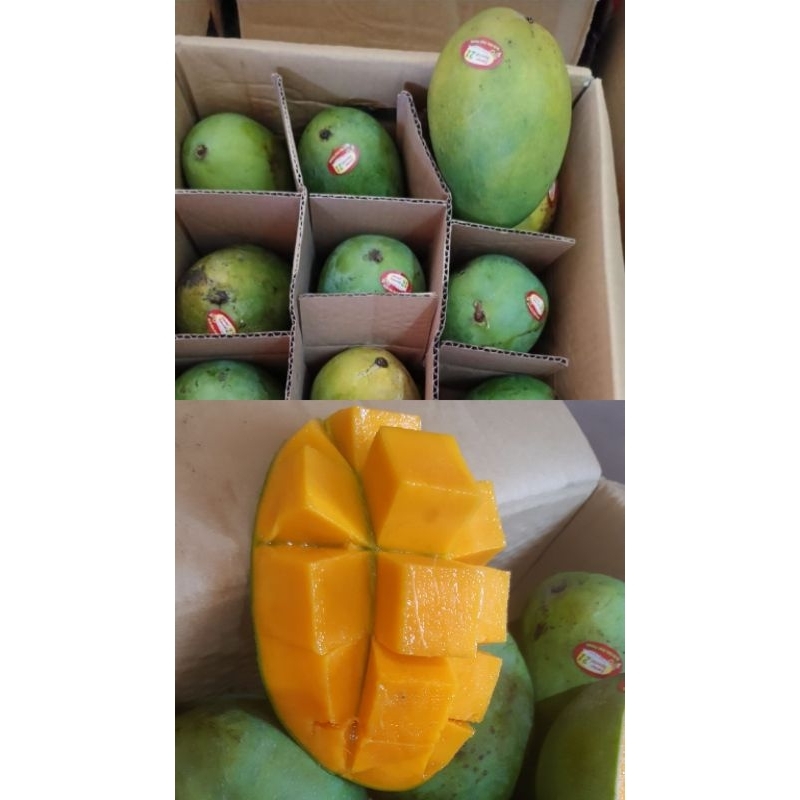 mangga alpukat dus 5 kg Grade A asli bangil