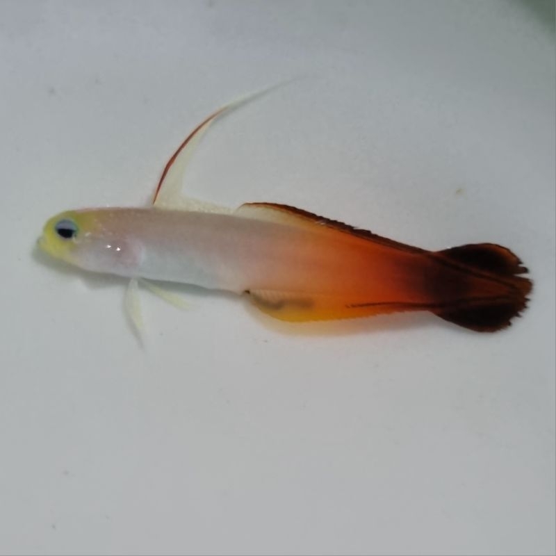 Ikan Hias Laut Roket Anten Merah