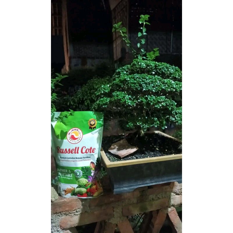 Russel fertilizer, Pupuk NPK Russel cote slow release untuk bonsai,padi, dan cabai