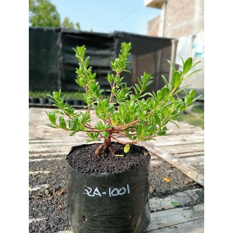 QA-1001, BIBIT BONSAI SANTIGI MAWAR SEMAI BIJI