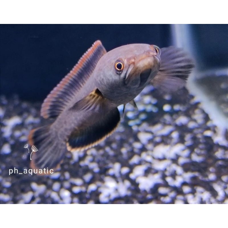 [mainan]Chana limbata 11 cm super Reem jiwa Ganas