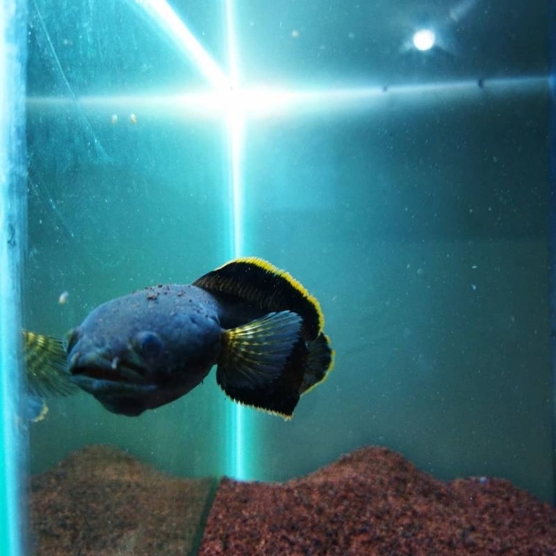 [mainan]Chana Limbata Jumbo 18-20CM mental Ngaca