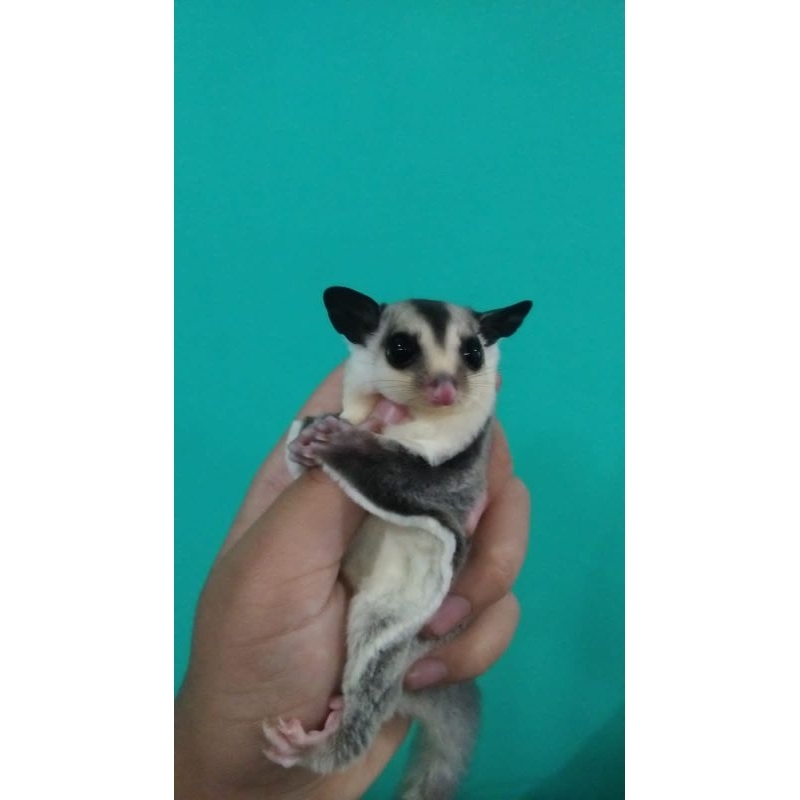 sugar glider white face jantan joey