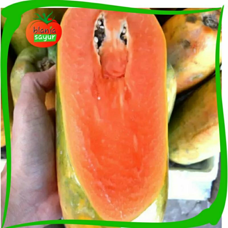 

Buah Pepaya California -+1kg