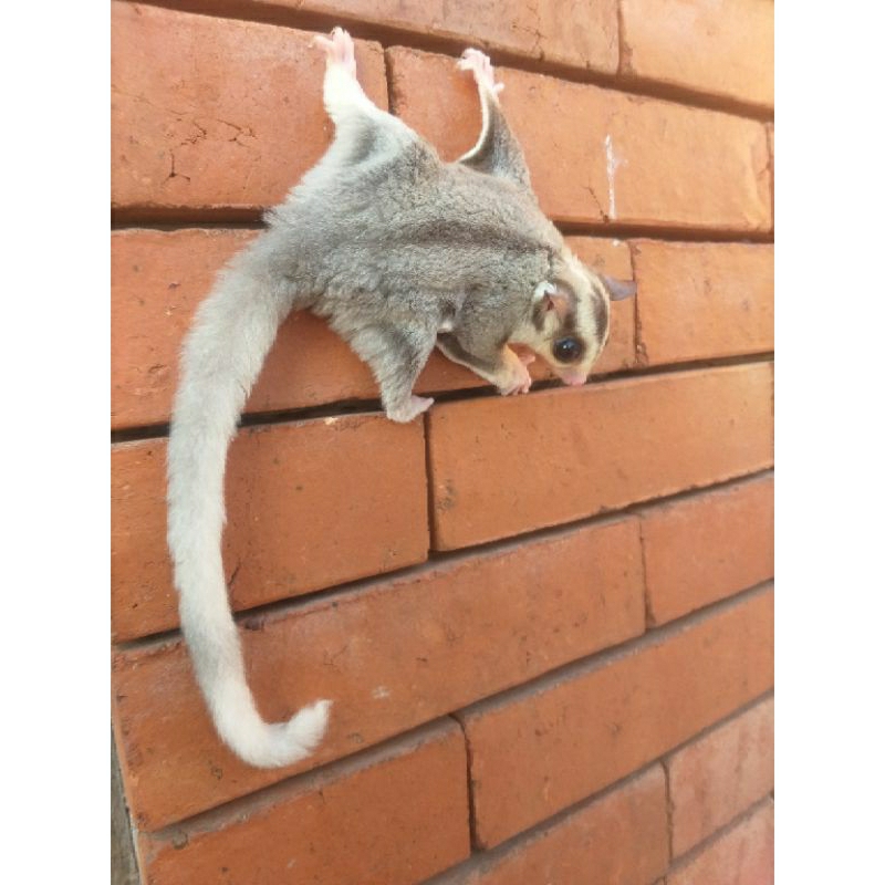 SUGAR GLIDER MOZAIK